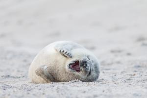 Helgoland