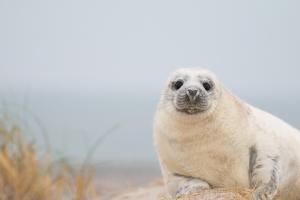 Helgoland