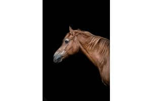 Blackbackground 