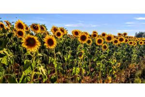 Sonnenblumemfeld ???? ???? ???? 