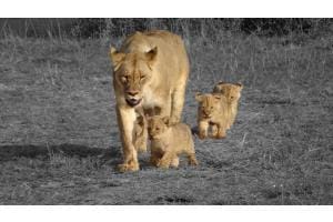 Familienstreifzug durch Shamwari