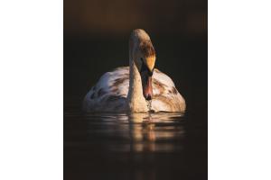 Ein junger Schwan von dem Wohlensee 