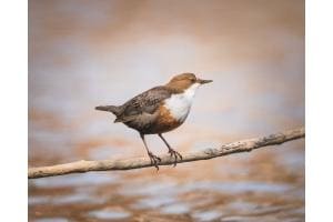 Wasseramsel auf der Lauer. Genau wie ich ???????? Wasseramsel auf der Lauer. Genau wie ich ????????