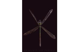 Libelle Libelle