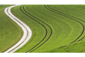 Kurviges Feld mit Wintergerste