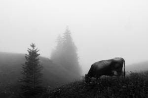 im Nebel