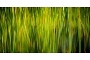 Reed Reflection Reed Reflection