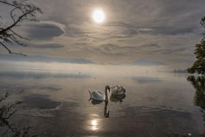 Spiegelbild Schwan im Wasser