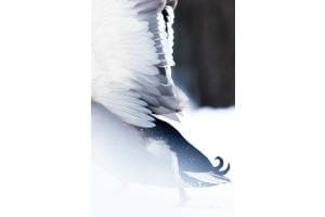 Strong Wings