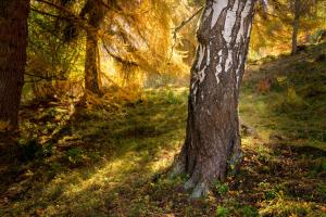 Birke im Herbstwald
