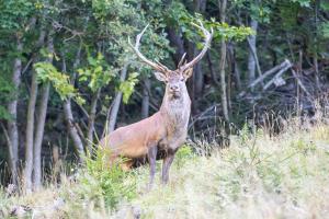 Der König der Wälder