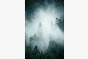Woods