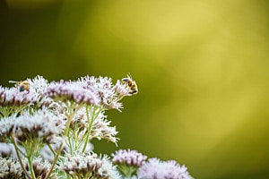 Bee yourself