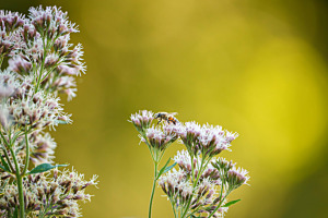 Bee 1