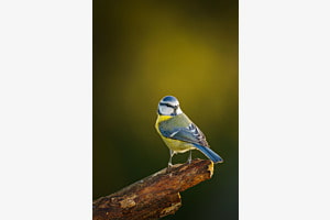 Blaumeise