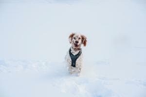 Happy Dog Happy Dog