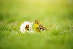Dandelion feast