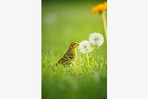 Serin