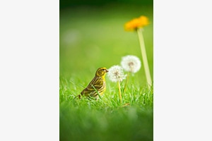 Munching on dandelions