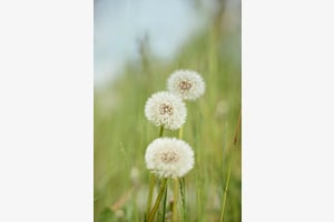 Dandelions