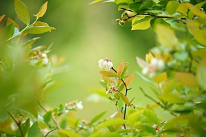 Blueberryblossom