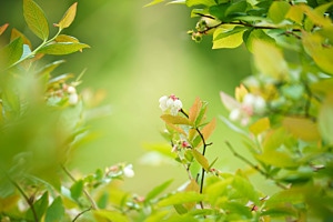 Blueberry Bush