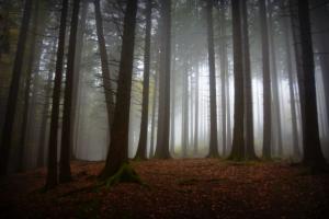 Nebelwald