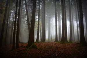 Gruseliger Wald 