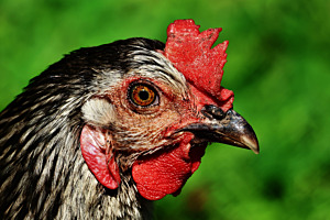 Bio-Huhn