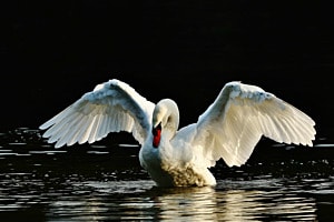 Schwan Schwan