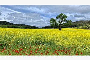 Primavera Italien 
