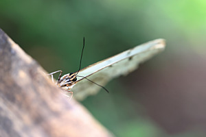 Papillorama