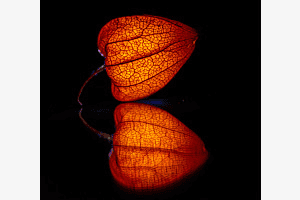 Spiegelung Lampionblume