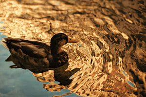 the golden duck