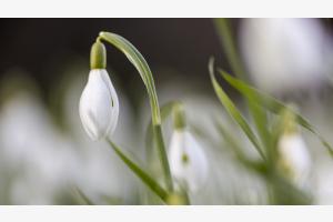 Frühlingserwachen