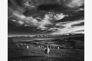 Schaf mit Aussicht