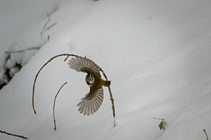 fly away