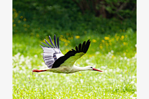 Sommerflug