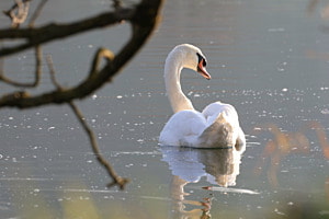 Schwan