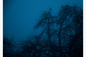 Crow in the dark