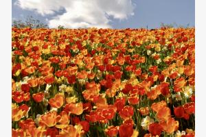 Tulpenmeer