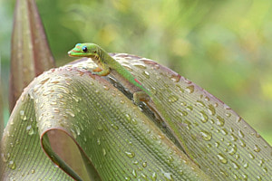 Pastellfarben
