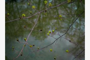 Spring Connection