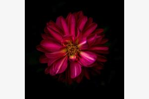 Flower Star