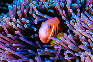 Malediven-Anemonenfisch