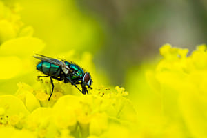 fly 