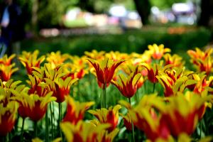 Tulpe