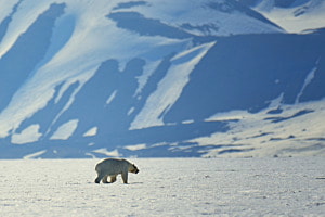 Eisbär auf Spitzbergen Eisbär auf Spitzbergen