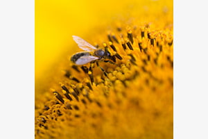 dusty bee