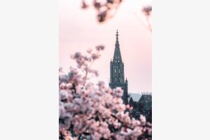 Rosengarten Bern Kirschblüten ???? 